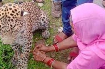 महिला ने जो किया उसकी हो रही चर्चा ,भाई को राखी बांधने जा रही थी महिला, अचानक सामने आया घायल तेंदुआ