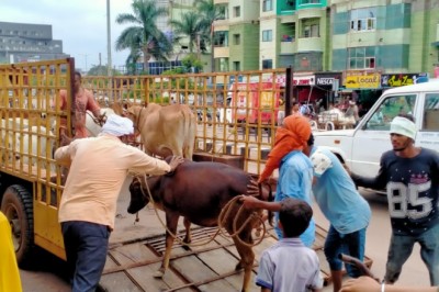 टाउनशिप में  चला पशुओं को पकड़ने का अभियान :  नेशनल हाईवे सहित अंदरुनी क्षेत्रों से भी पकड़े जा रहे आवारा पशु ; 1 माह में 395 आवारा पशुओं को पकड़ चुकी है टीम