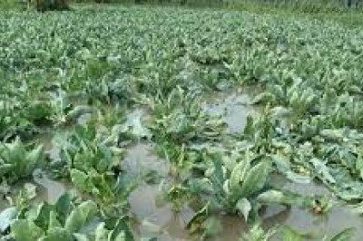 बढ़ेगा दाम,आवक होने लगी कम : पानी से पूरी तरह बर्बाद हो गई फसल