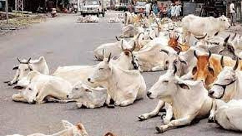 मवेशियों की धर-पकड अभियान के तहत इस माह अब तक पकड़े  86 मवेशी आज पकड़े 18 मवेशी