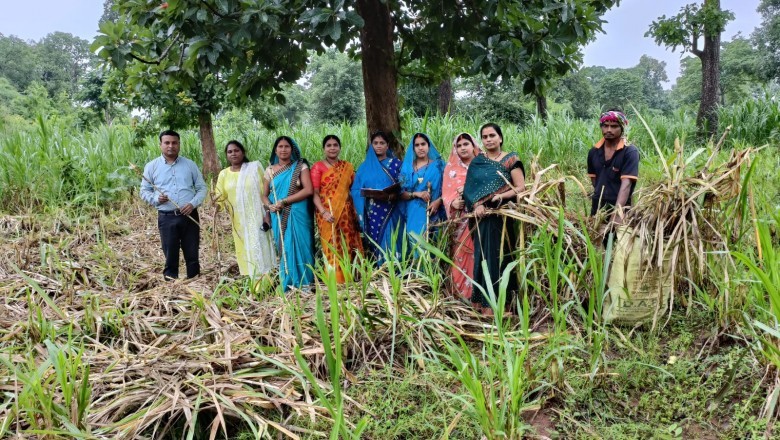 नेपियर रूट्स का विक्रय कर समूह की महिलाओं ने कमाये 1 लाख 50 हजार रूपए