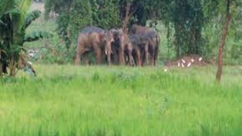 भालू और हाथियों का आतंक, 22 गजराजों ने तोड़े मकान और रौंदा फसल, खौफ में जी रहे रहवासी,