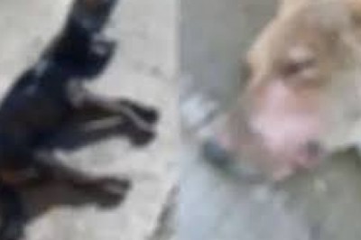 5 कुत्तों पर एसिड डालकर उन्हें मारने की कोशिश किया है