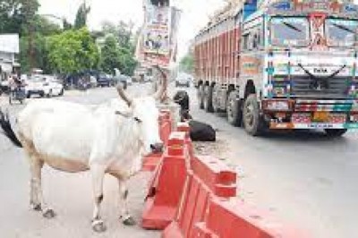 दुर्घटना से बचाने पंचायत ने आवारा मवेशियों में गौठान में रखा, अपील के बाद भी जानवरों को वापस ले जाने नहीं आ रहे मालिक