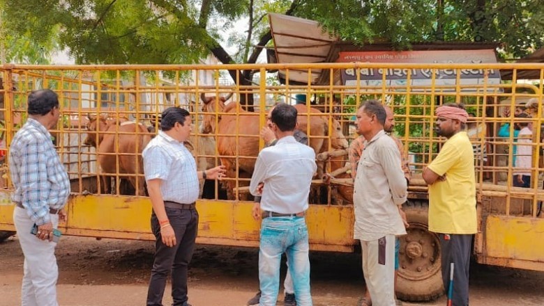 अल सुबह कमिश्नर लोकेश चंद्राकार के मॉनिटरिंग के दौरान सड़क पर आवारा मवेशियों को ओम परिसर के आस पास पकड़ती रही निगम टीम:
