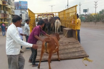 आवारा मवेशियों को पकड़ने का अभियान निरंतर जारी, मवेशियों को पकड़ने काऊ कैचर लेकर निकल रही टीम, खुले में मवेशियों को नहीं छोड़ने पशु मालिकों को दी जा रही है चेतावनी