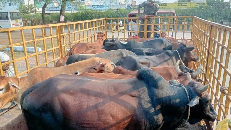 आवारा मवेशियों को पकड़ने के लिए प्रारंभ हो गया महाअभियान, 2 दिनों में पकड़े 101 आवारा पशु, खुले में मवेशियों को नहीं छोड़ने पशु मालिकों को दी जा रही है समझाईश