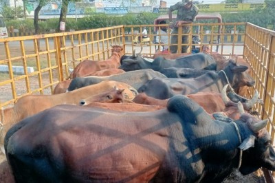 आवारा मवेशियों को पकड़ने के लिए प्रारंभ हो गया महाअभियान, 2 दिनों में पकड़े 101 आवारा पशु, खुले में मवेशियों को नहीं छोड़ने पशु मालिकों को दी जा रही है समझाईश