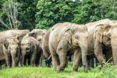 मोहला बॉर्डर के पास ही घूम रहा हाथी का दल,