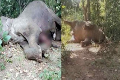 बिजली की चपेट में आने से हाथी ने तोड़ा दम :