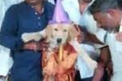अपने बच्चे की तरह धूमधाम से मनाया पालतू कुत्ते का जन्मदिन, केक काट 300 लोगों को दी पार्टी, गिफ्ट किया सोने का लॉकेट