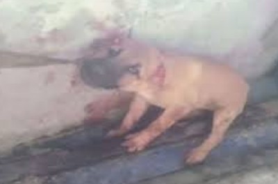 दारू पीते समय नहीं मिला चखना, पिल्लों के कान और पूंछ काटकर कच्चा खा गए नशेड़ी