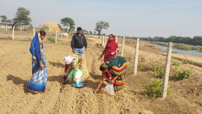 सामुदायिक बाड़ियों में आलू की खेती आरंभ, जमराव में  हुई बुवाई
