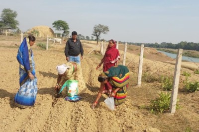 सामुदायिक बाड़ियों में आलू की खेती आरंभ, जमराव में  हुई बुवाई