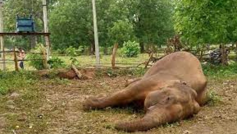 बगीचा वन परिक्षेत्र के कुरडेग में,करंट की चपेट में आने से गजराज की मौत