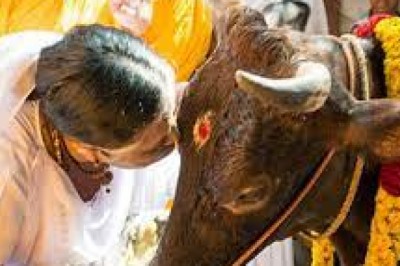 पंथ : तमिलनाडु के लोग बैल को भगवान शिव का वाहन मानते हैं,एक बैल की कीमत 5 लाख तक