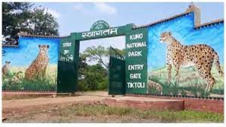 कूनो नेशनल पार्क में मादा चीता हुई बीमार: भोपाल से इलाज करने पहुंची टीम, विशेषज्ञ डॉक्टरों ने किया चौंकाने वाला खुलासा