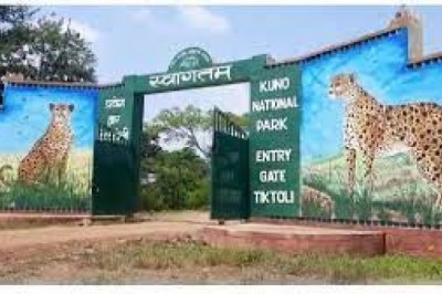 कूनो नेशनल पार्क में मादा चीता हुई बीमार: भोपाल से इलाज करने पहुंची टीम, विशेषज्ञ डॉक्टरों ने किया चौंकाने वाला खुलासा