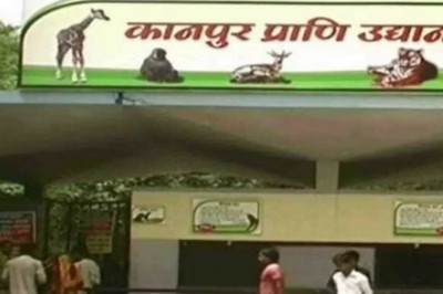 पुल के नीचे मिली चिड़ियाघर से चुराई तिजोरी :