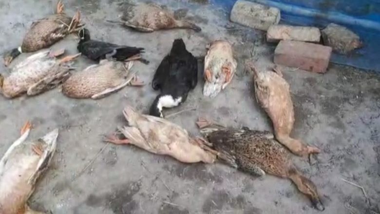 100 बतखों को जहर देकर उतारा मौत के घाट जानिए :