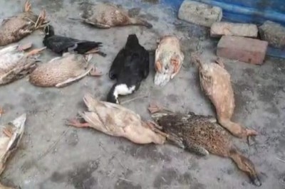 100 बतखों को जहर देकर उतारा मौत के घाट जानिए :