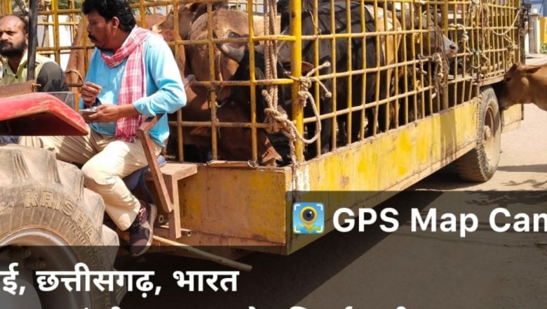 आवारा मवेशी पकड़ने व्यापक अभियान, सात दिनों में पकड़े 96 आवारा मवेशी :