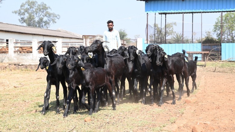 उस्मानाबादी बकरियों के लिए बकरीपालकों को दूसरे राज्य संपर्क करने की जरूरत नहीं, कुर्मीगुंडरा गौठान प्रदेश का पहला गौठान जहां इसका प्रजनन केंद्र किया जा रहा स्थापित