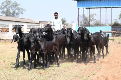 उस्मानाबादी बकरियों के लिए बकरीपालकों को दूसरे राज्य संपर्क करने की जरूरत नहीं, कुर्मीगुंडरा गौठान प्रदेश का पहला गौठान जहां इसका प्रजनन केंद्र किया जा रहा स्थापित