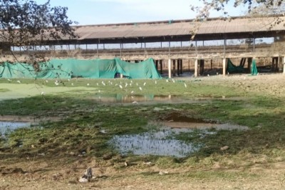 धमधा : इंटरनेशनल पोल्ट्री फार्म की गंदगी,बदबू से  जूझ रहा आसपास का गाँव.......ग्रामीणजन परेशान