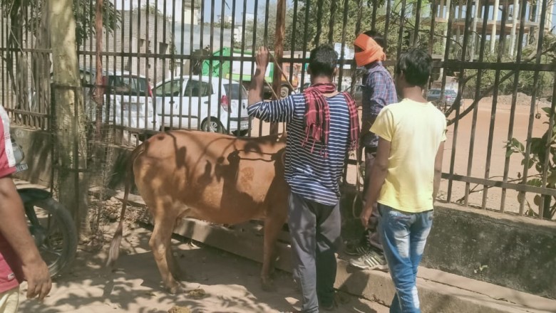 आवारा मवेशियों को पकड़ने के लिए चलाया गया अभियान, पकड़े गए 44 आवारा पशु, खुले में मवेशियों को नहीं छोड़ने पशु मालिकों को दी जा रही है समझाईश :