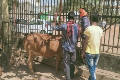 आवारा मवेशियों को पकड़ने के लिए चलाया गया अभियान, पकड़े गए 44 आवारा पशु, खुले में मवेशियों को नहीं छोड़ने पशु मालिकों को दी जा रही है समझाईश :