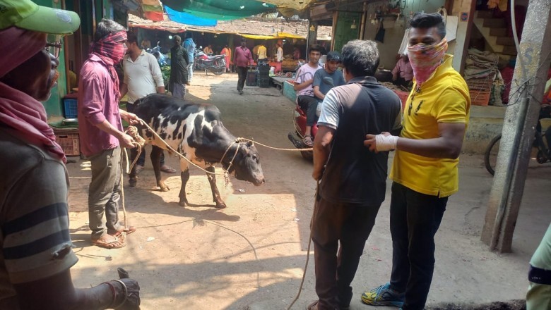 मार्केट क्षेत्रों में आवारा पशुओं को पकड़ने का चला अभियान, वार्ड के गली, मोहल्लों में भी पहुंच गई निगम की टीम :