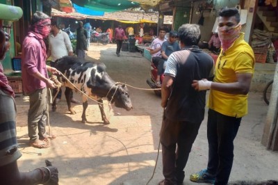 मार्केट क्षेत्रों में आवारा पशुओं को पकड़ने का चला अभियान, वार्ड के गली, मोहल्लों में भी पहुंच गई निगम की टीम :