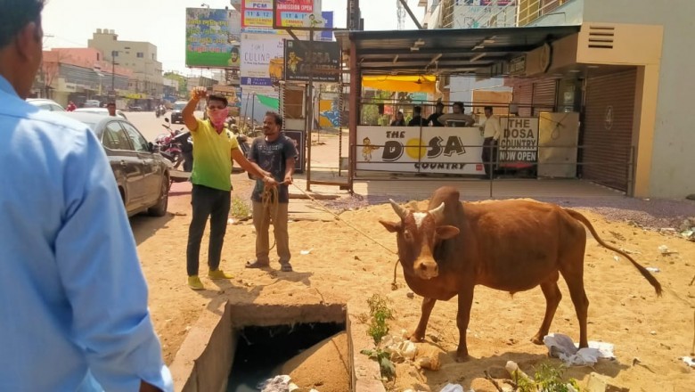 निगम क्षेत्र में आवारा घूमने वाले 78 मवेशियों को पकड़ा गया :