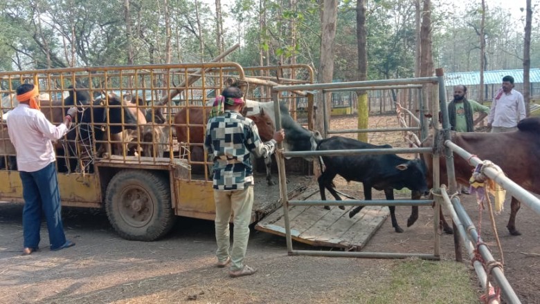 सुबह बाजार एरिया में आवारा पशुओं को पकड़ने चला अभियान :