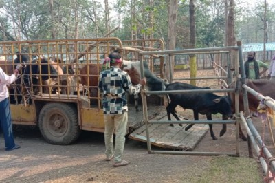 सुबह बाजार एरिया में आवारा पशुओं को पकड़ने चला अभियान :