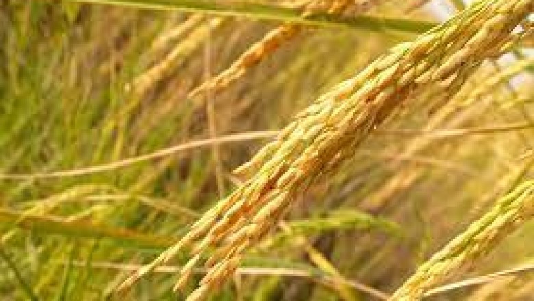 ग्रीष्मकालीन धान को कीट प्रकोप से बचाने समसामयिक सलाह :