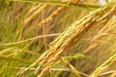 ग्रीष्मकालीन धान को कीट प्रकोप से बचाने समसामयिक सलाह :