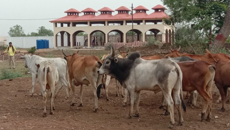 शिवनाथ नदी मुक्तिधाम के आस पास से पकड़े गये 19 आवारा मवेशी को निगम ने भेजा गौठान :