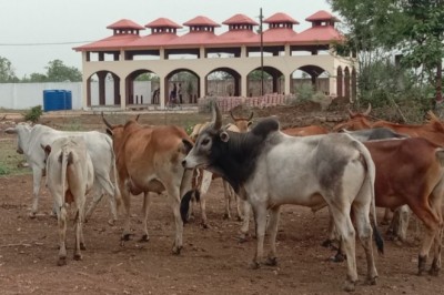 शिवनाथ नदी मुक्तिधाम के आस पास से पकड़े गये 19 आवारा मवेशी को निगम ने भेजा गौठान :