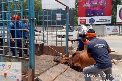 आवारा मवेशियों को पकड़ने निगम ने चलाया अभियान:पकड़े गये 40 आवारा पशुओ को गौठान में पहुचाया :