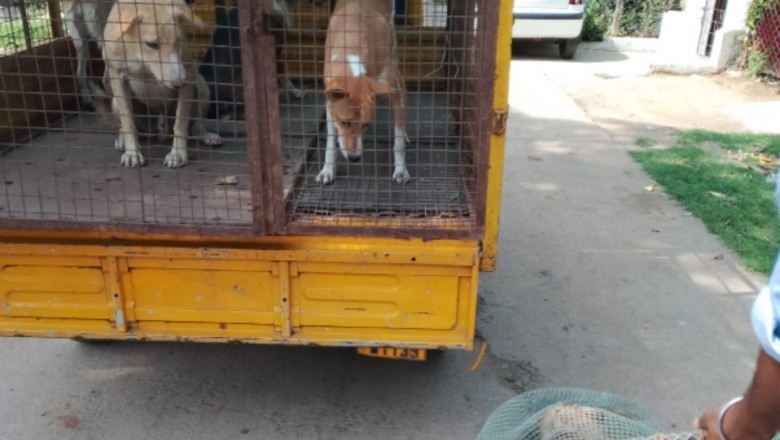 कुत्तों की नसबंदी के लिए नगर निगम का अभियान: