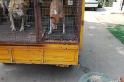 कुत्तों की नसबंदी के लिए नगर निगम का अभियान: