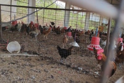 गौठानों से जुड़कर समूह की महिलाएं हो रही आत्मनिर्भर :