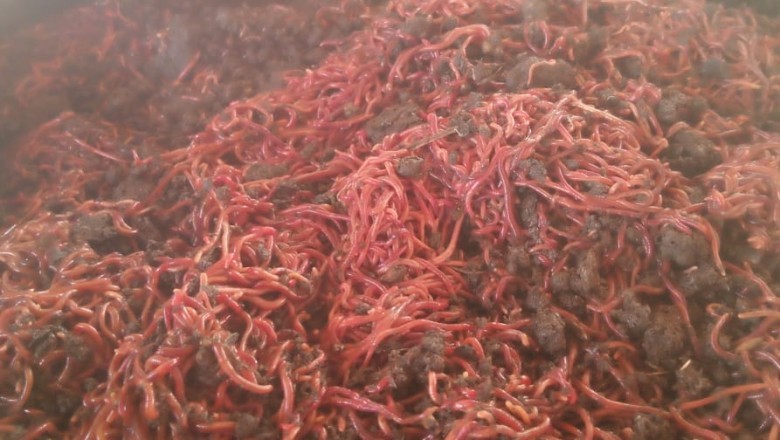 शासन की गोधन न्याय योजना से वनांचल गांवों की बदल रही तस्वीर :