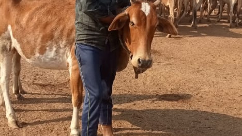 गोधन न्याय योजना से चरवाहा  चंद्रकांत यादव की खुली किस्मत :