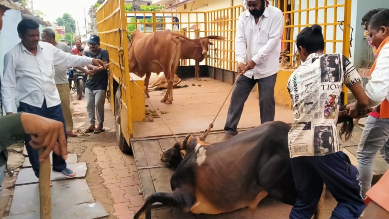 निगम क्षेत्र में आवारा घूमने वाले मवेशियों की हुई पकड़: भिलाई निगम ने चलाया आवारा पशुओ को पकड़ने का अभियान....