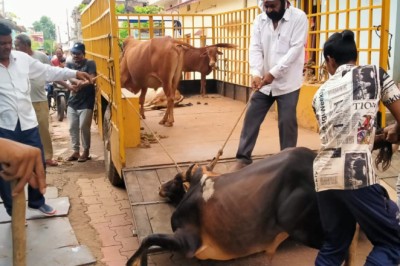 निगम क्षेत्र में आवारा घूमने वाले मवेशियों की हुई पकड़: भिलाई निगम ने चलाया आवारा पशुओ को पकड़ने का अभियान....