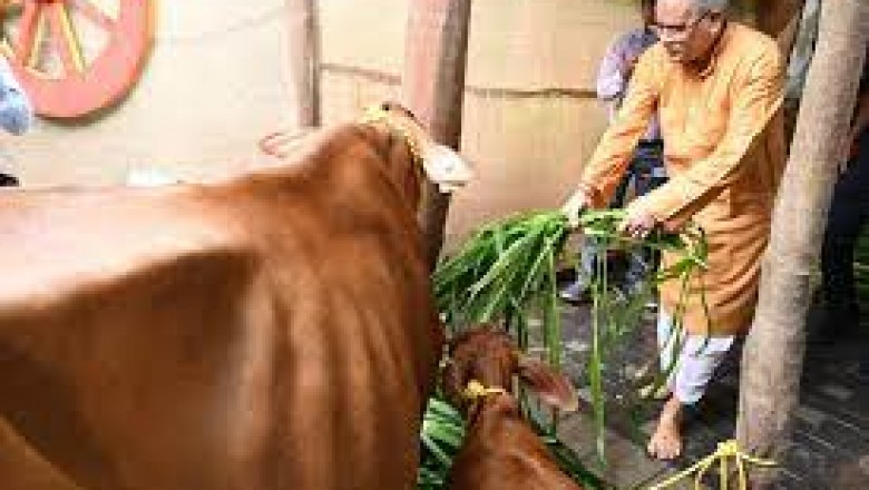 छत्तीसगढ़ में हरेली तिहार : सीएम बघेल ने हरेली तिहार पर अत्याधुनिक तकनीक में जन्मे बछिया की पूजा अर्चना की...