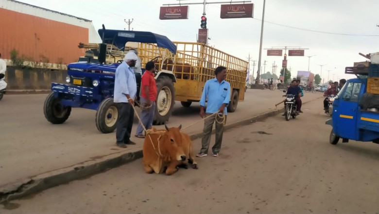 निगम क्षेत्र में घूमने वाले मवेशियों की हुई धरपकड़, भिलाई निगम ने चलाया आवारा पशुओ को पकड़ने रोका छेका अभियान, नेशनल हाईवे सहित मुख्य सड़कों से पकड़े गए आवारा पशु...